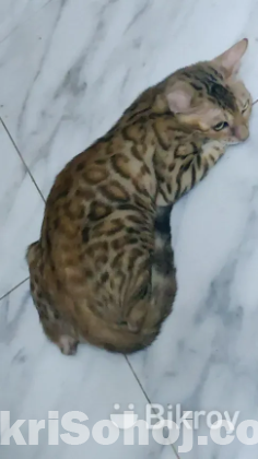 BENGAL CAT